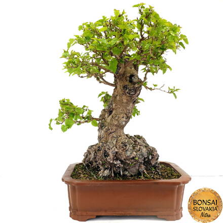 BONSAI: MORUŠA 75 cm