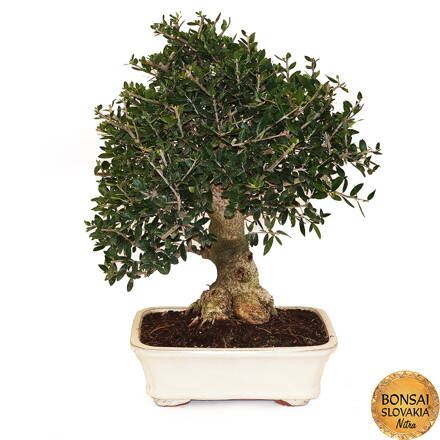 BONSAI: HORSKÁ OLIVA 50cm