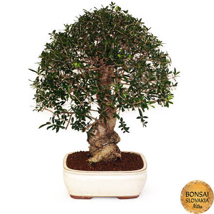 BONSAI: OLIVA 60cm