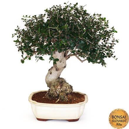 BONSAI: OLIVA 55cm