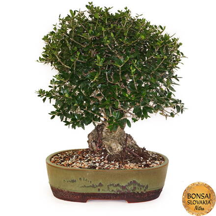 BONSAI: OLIVA 54cm