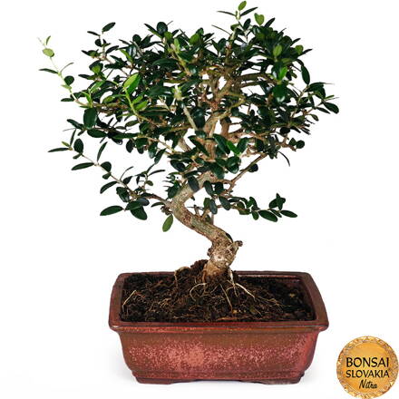 BONSAI: OLIVA, OLEA EUROPAEA SYLVESTRIS 35-40cm