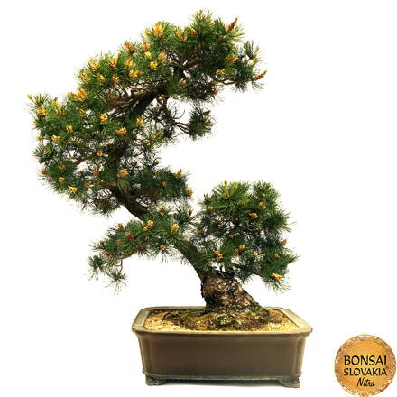 Pinus parviflora 95cm EXTRA