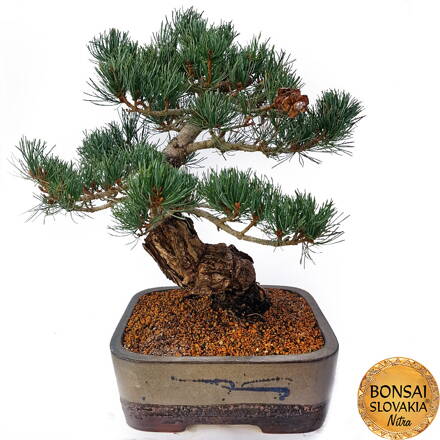 GOYO-MATSU,  PINUS PARVIFLORA 57cm