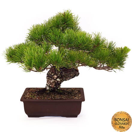 Pinus parviflora 44 cm