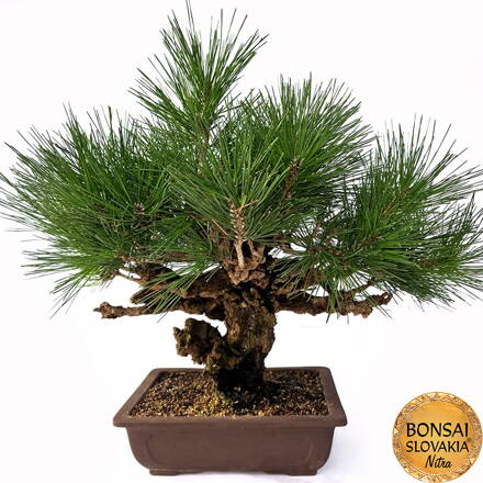 KURO MATSU 黒松  PINUS THUNGERGII "CORTICOSA" 50cm