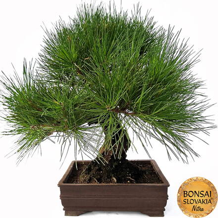 KURO-MATSU 黒松  PINUS THUNGERGII 51cm