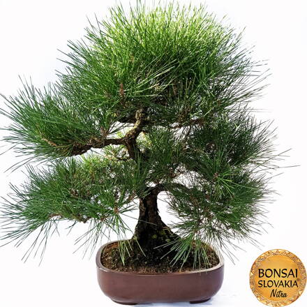 KURO MATSU 黒松  PINUS THUNGERGII 65cm