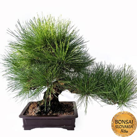 KURO MATSU 黒松  PINUS THUNGERGII 61cm