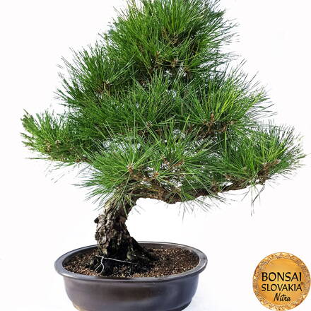 KURO-MATSU 黒松  PINUS THUNGERGII 83cm