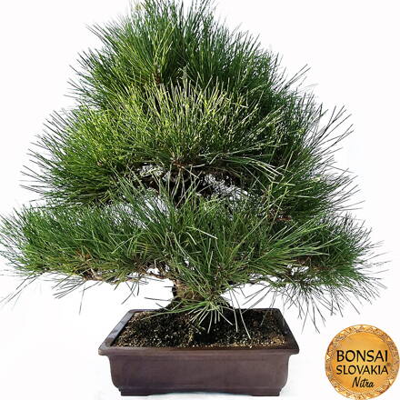 KURO-MATSU 黒松  PINUS THUNGERGII 73cm