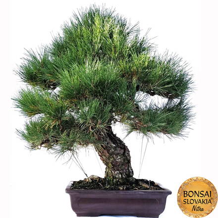 KURO-MATSU 黒松  PINUS THUNGERGII MAGNA 98cm