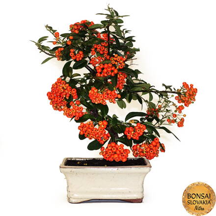 BONSAI: HLOHYŇA, PYRACANTHA 35cm