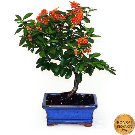 BONSAI: HLOHYŇA, PYRACANTHA 35cm