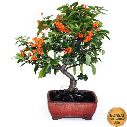 BONSAI: HLOHYŇA, PYRACANTHA 36cm