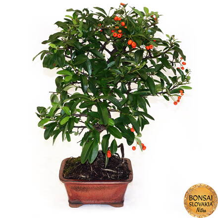 BONSAI: HLOHYŇA, PYRACANTHA 42cm