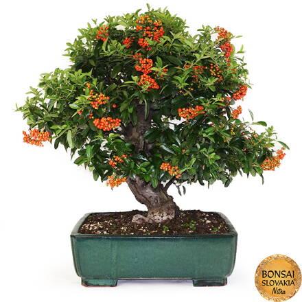 BONSAI: HLOHYŇA 70cm