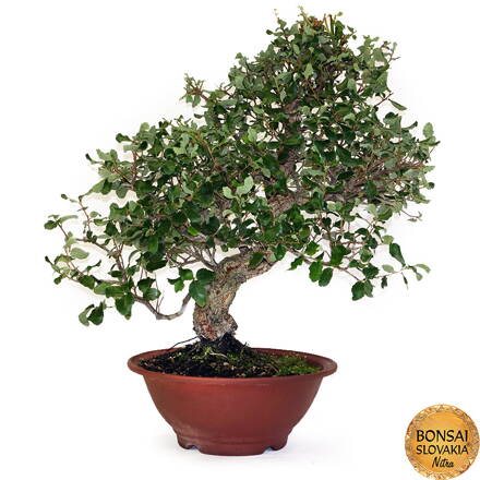 BONSAI: KORKOVÝ DUB 70cm