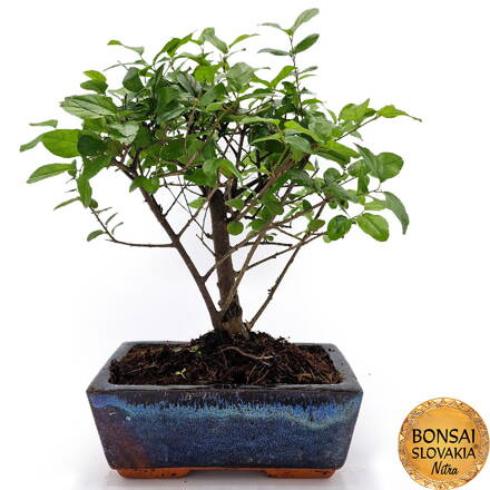 BONSAI: SAGERÉCIA ČAJOVÁ 24-26cm