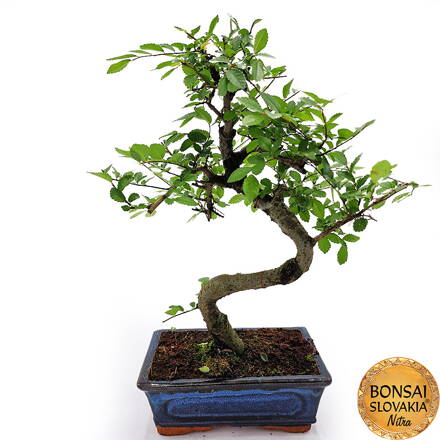 BONSAI: BREST DROBNOLISTÝ 36-39cm