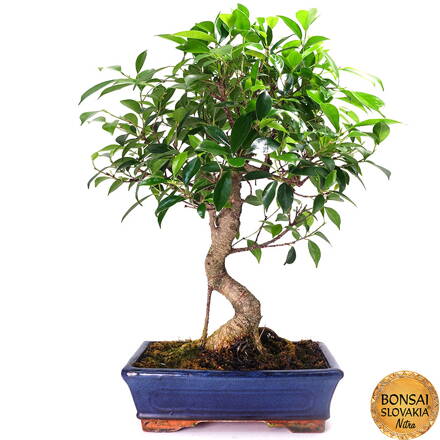 Ficus retusa 50 cm