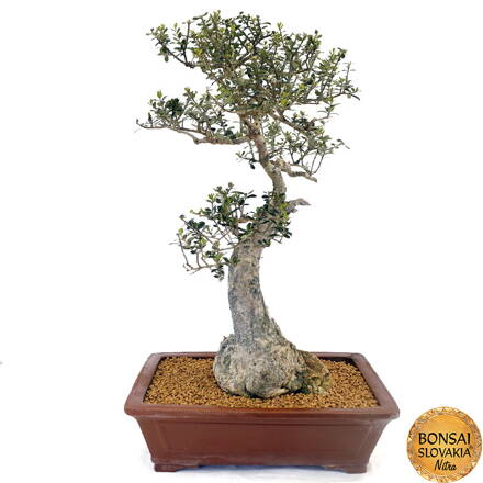 Olea europaea - 80 cm