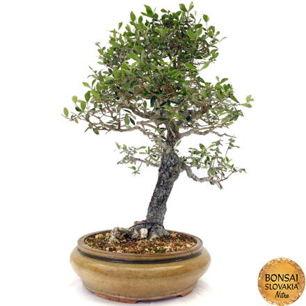 Olea europaea - 83 cm