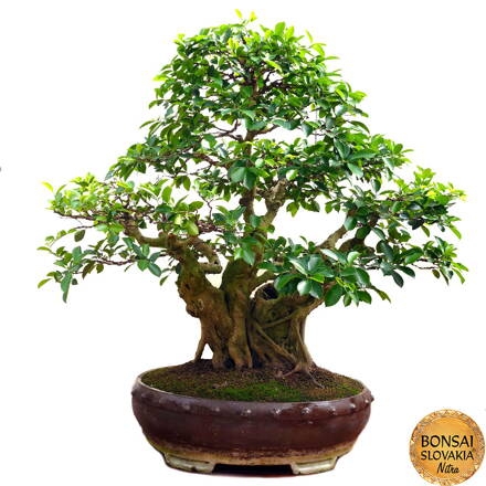 MEGA-BONSAI: FICUS RETUSA, 180 cm