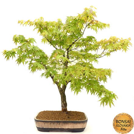Acer palmatum - javor 90- 92 cm