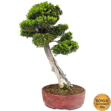 BUXUS SEMPERVIRENS 100 cm