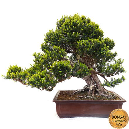 Tis - Taxus 105 cm