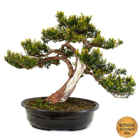 Tis - Taxus 85 cm