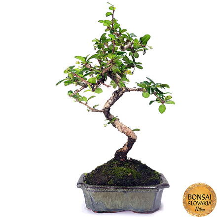 Carmona microphylla 30 - 35 cm