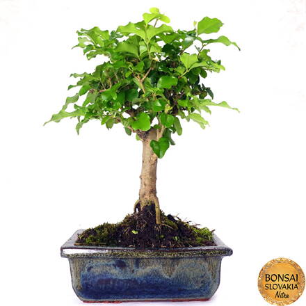 BONSAI: LIGUSTRUM SINENSE 25 - 30 cm