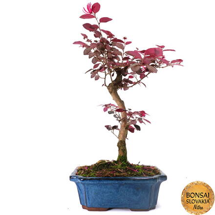 Loropetalum rubrum 35 - 40 cm