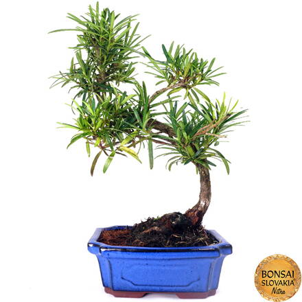 BONSAI: PODOCARPUS MACROPHYLLUS  42 cm