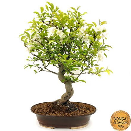 Malus halliana - Jabloň 70 cm