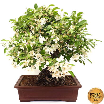 BONSAI: JABLOŇ, MALUS HALLIANA  70 cm