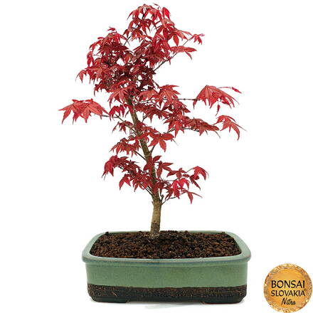 Acer palmatum - javor 45 cm