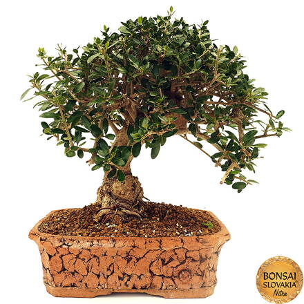Olea europaea 45 cm