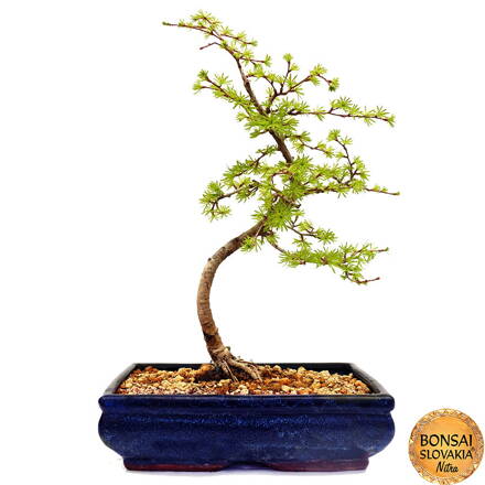 Pseudolarix cca 50 cm