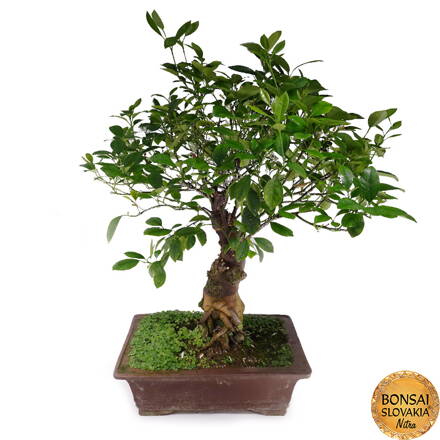 BONSAI: POMARANČOVNÍK, CITRUS MYRTIFOLIA, 85 cm