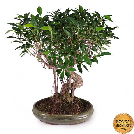 BONSAI: FICUS RETUSA, 66 cm