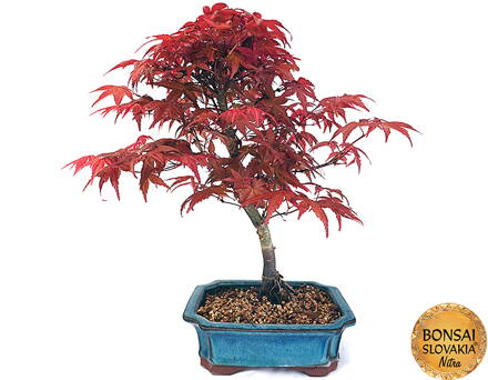 Acer palmatum "Deshojo" 35-40 cm