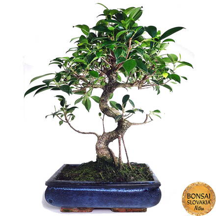 BONSAI: FICUS RETUSA, 55 cm