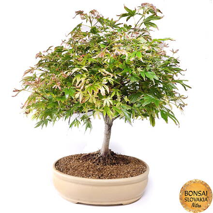 Acer palmatum 65 cm