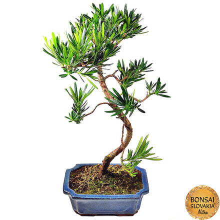 BONSAI: PODOCARPUS MACROPHYLLUS 30-40cm