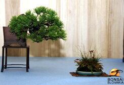 Výstava shohin v Tokoname Japonsko Výstava shohin v Tokoname Japonsko